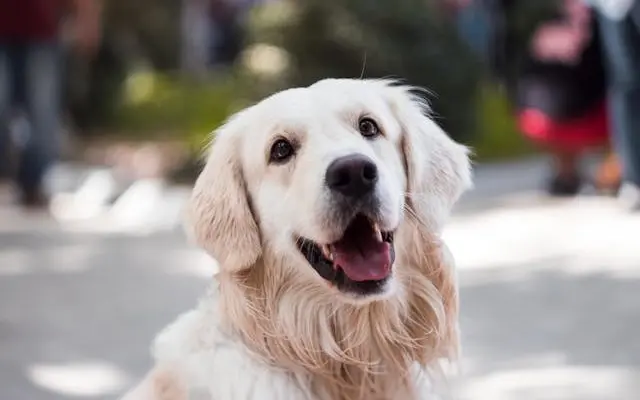 Online φθηνή ασφάλεια σκύλου συντροφιάς με καλύψεις για κάθε δύσκολη περίσταση